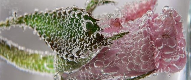 Healing Remedies 101: Oxygen – The Little-Known Healer